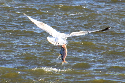 Moewe mit Fisch